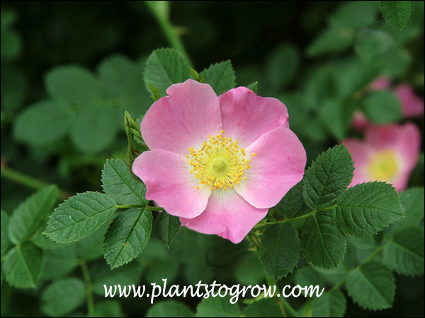 A nice pink single flower.